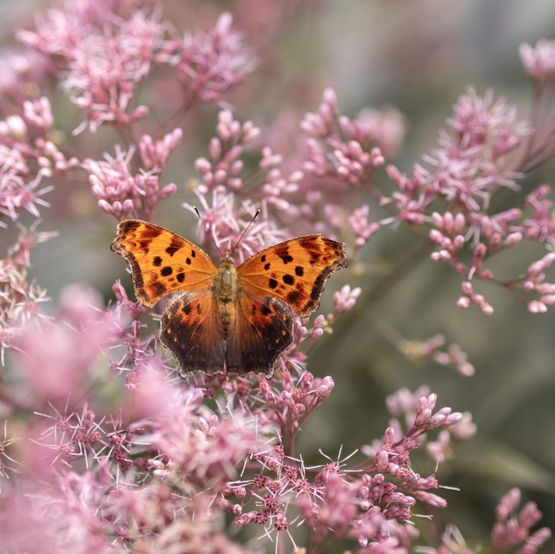 Sommerfugl på rosa blomst