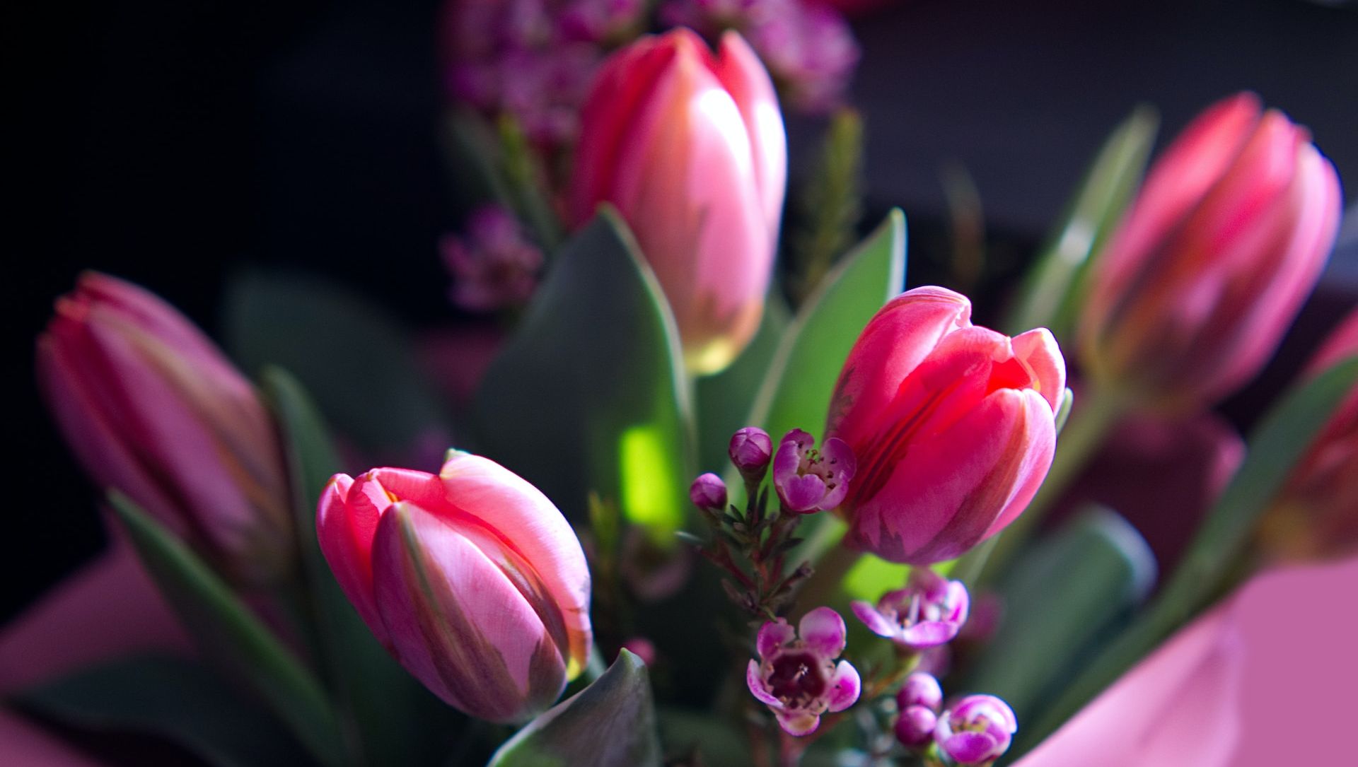 Bukett med lila tulipaner
